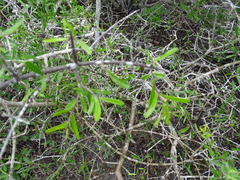 Forestiera angustifolia