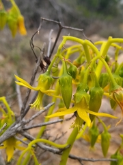 Cotyledon campanulata