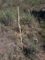 Stipagrostis ciliata