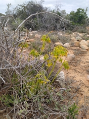 Cotyledon campanulata