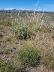 Stipagrostis ciliata