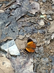 Hypanartia godmanii