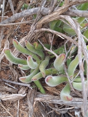 Cotyledon campanulata