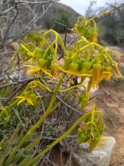 Cotyledon campanulata