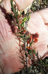 Dillwynia sericea