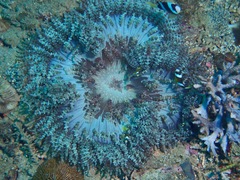 Heteractis aurora