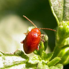 Neocrepidodera ferruginea