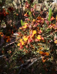 Dillwynia sericea