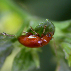 Neocrepidodera ferruginea