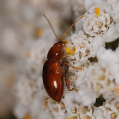 Neocrepidodera ferruginea