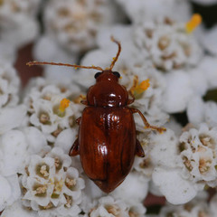 Neocrepidodera ferruginea