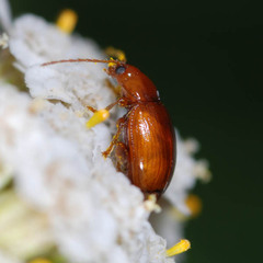 Neocrepidodera ferruginea