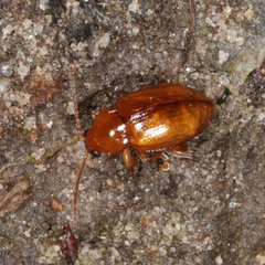Neocrepidodera ferruginea