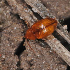 Neocrepidodera ferruginea