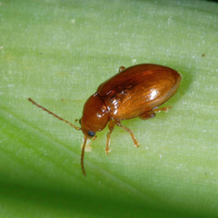 Neocrepidodera ferruginea