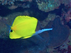 Forcipiger flavissimus