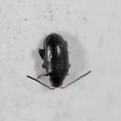 Phyllotreta atra
