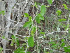 Celtis pallida