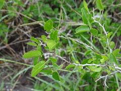 Celtis pallida