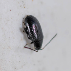 Phyllotreta atra
