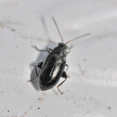 Phyllotreta atra