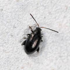 Phyllotreta atra