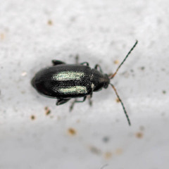 Phyllotreta cruciferae