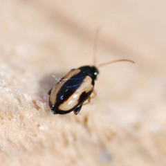 Phyllotreta ochripes