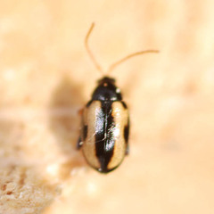 Phyllotreta ochripes