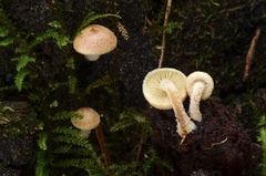 Pholiota scamba