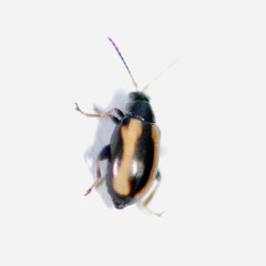 Phyllotreta undulata