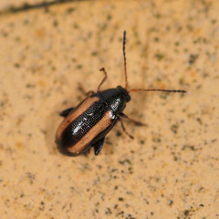 Phyllotreta vittula