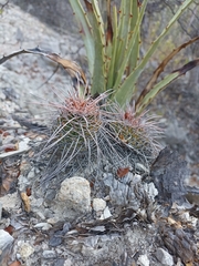 Mammillaria carnea