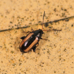 Phyllotreta vittula