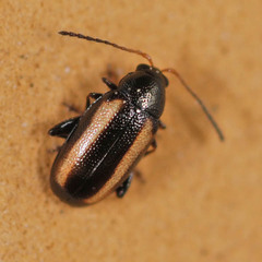 Phyllotreta vittula