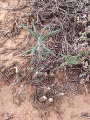 Pachypodium succulentum