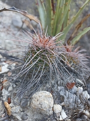 Mammillaria carnea