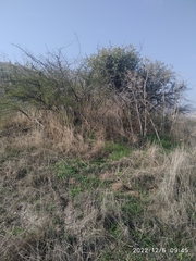 Plicosepalus acaciae