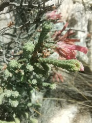 Erica strigilifolia