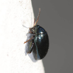 Psylliodes chalcomera