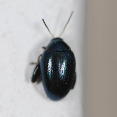 Psylliodes chalcomera