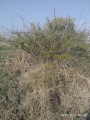 Plicosepalus acaciae