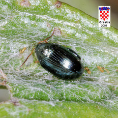 Psylliodes chalcomera