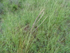 Dichanthium annulatum