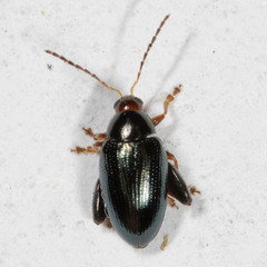 Psylliodes chrysocephala