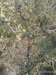 Plicosepalus acaciae