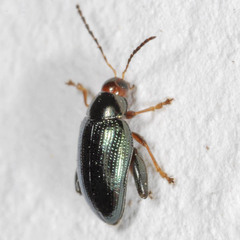 Psylliodes chrysocephala