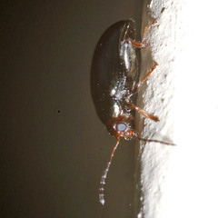 Psylliodes chrysocephala