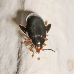 Psylliodes chrysocephala