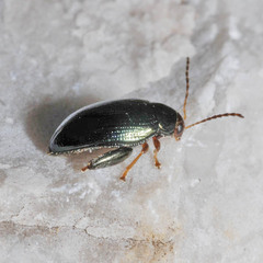 Psylliodes chrysocephala